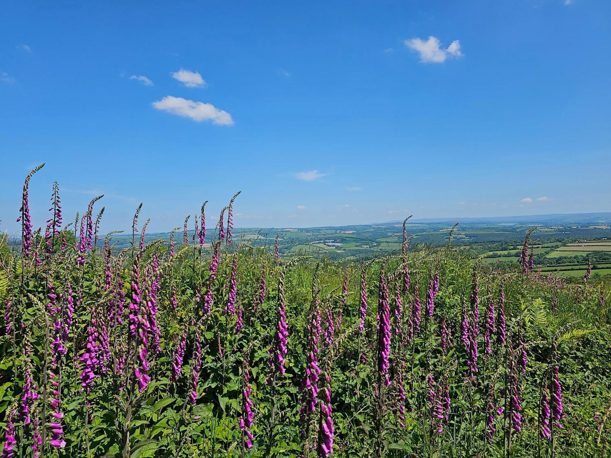 Summit Camping Kit Hill Cornwall Panoramic Views Grass Pitch From 15Pn Or Bella Bell Tent 75Pn Callington Esterno foto